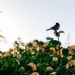 Photo Garden birds
